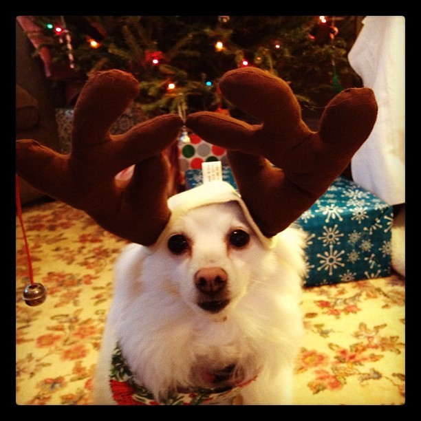 Merry Christmas!